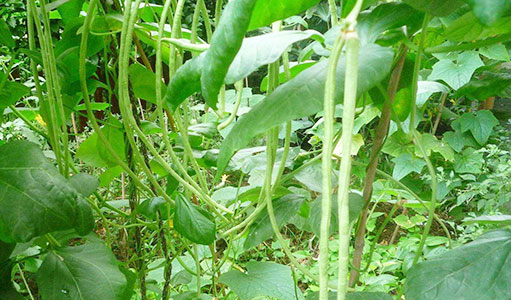 蔬菜幾月份種植？